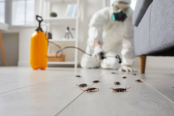 Commercial Rodent Management in Hampstead